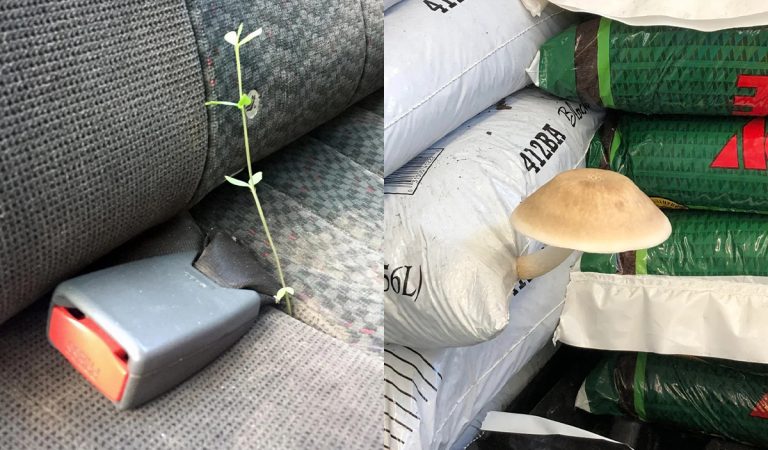 rásť na nečakaných miestach