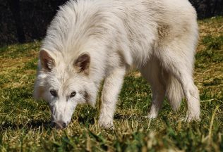 najdôležitejšie udalosti roka 2025 pravlk trump udalosti
