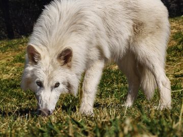 najdôležitejšie udalosti roka 2025 pravlk trump udalosti