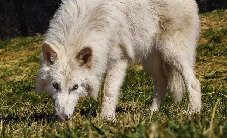najdôležitejšie udalosti roka 2025 pravlk trump udalosti
