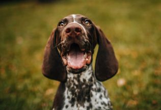 psy liek na starobu liek proti starnutiu pes