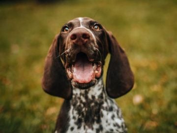 psy liek na starobu liek proti starnutiu pes