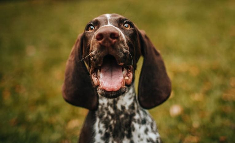 psy liek na starobu liek proti starnutiu pes