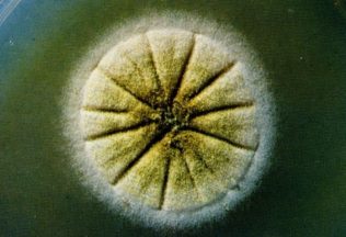 superpleseň slovensko