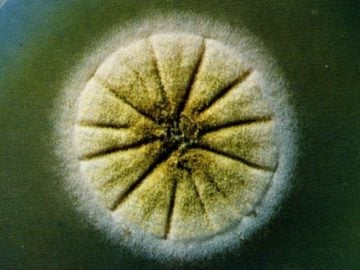 superpleseň slovensko