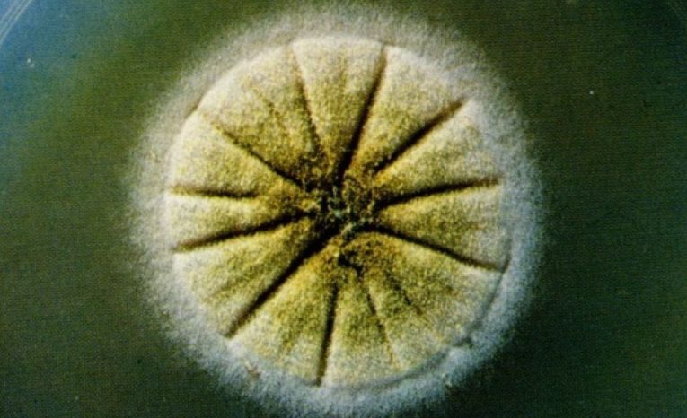 superpleseň slovensko