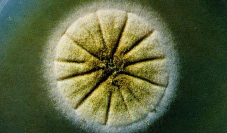 superpleseň slovensko