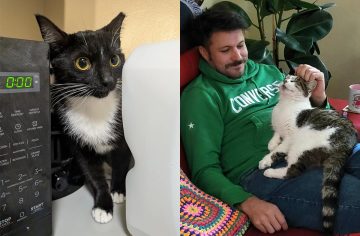 Chlpatí nezvaní hostia. 20 dôkazov, že mačky sú doma všade, kde si zmyslia