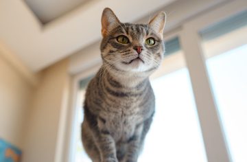 Spríjemni si koniec víkendu. Tu máš 10 zábavných príspevkov o psoch a mačkách