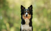 Premýšľaš nad kúpov psa? Dôležitý je správny výber rasy, tieto sú najvhodnejšie pre začiatočníkov