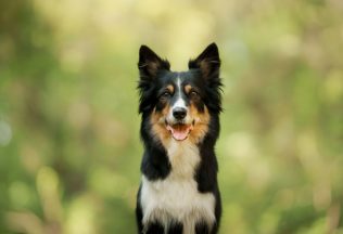 Premýšľaš nad kúpov psa? Dôležitý je správny výber rasy, tieto sú najvhodnejšie pre začiatočníkov