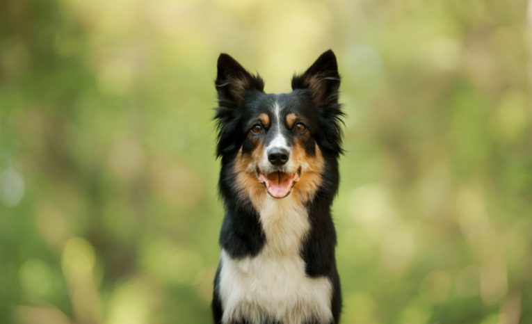 Premýšľaš nad kúpov psa? Dôležitý je správny výber rasy, tieto sú najvhodnejšie pre začiatočníkov