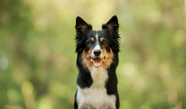 Premýšľaš nad kúpov psa? Dôležitý je správny výber rasy, tieto sú najvhodnejšie pre začiatočníkov