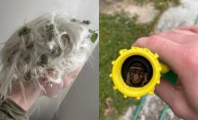 Záhradkárčenie v realite: 20 prípadov, ktoré sa zvrtli v malú katastrofu