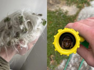 Záhradkárčenie v realite: 20 prípadov, ktoré sa zvrtli v malú katastrofu