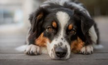 Toto neprehliadaj: Zmeny v správaní psa, ktoré prezrádzajú nespokojnosť