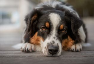 Toto neprehliadaj: Zmeny v správaní psa, ktoré prezrádzajú nespokojnosť