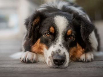 Toto neprehliadaj: Zmeny v správaní psa, ktoré prezrádzajú nespokojnosť