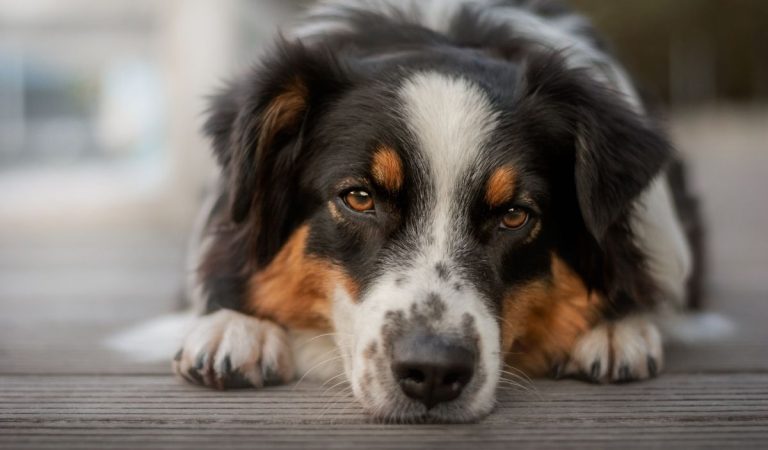 Toto neprehliadaj: Zmeny v správaní psa, ktoré prezrádzajú nespokojnosť