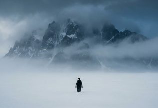 nihilistický tučniak viral meme tučniak penguin antarktída