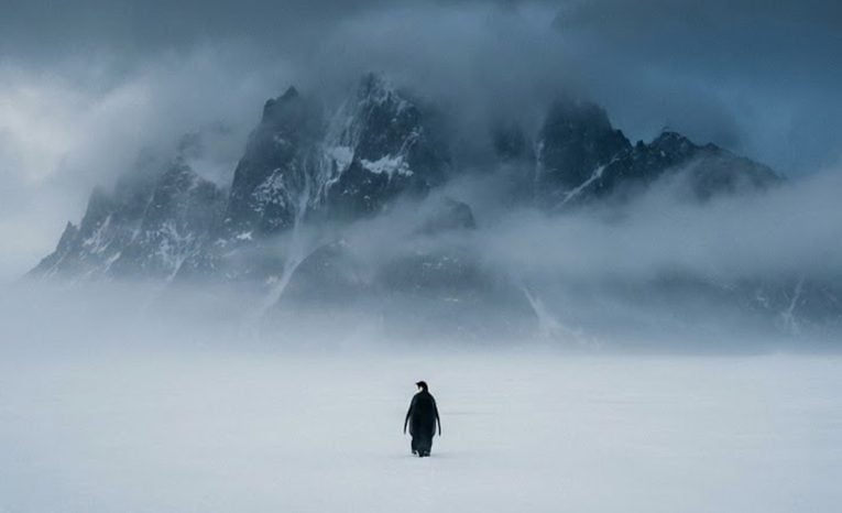 nihilistický tučniak viral meme tučniak penguin antarktída