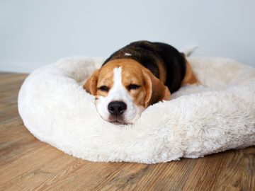 5 malých zmien v domácnosti, ktoré tvojmu psovi zlepšia život