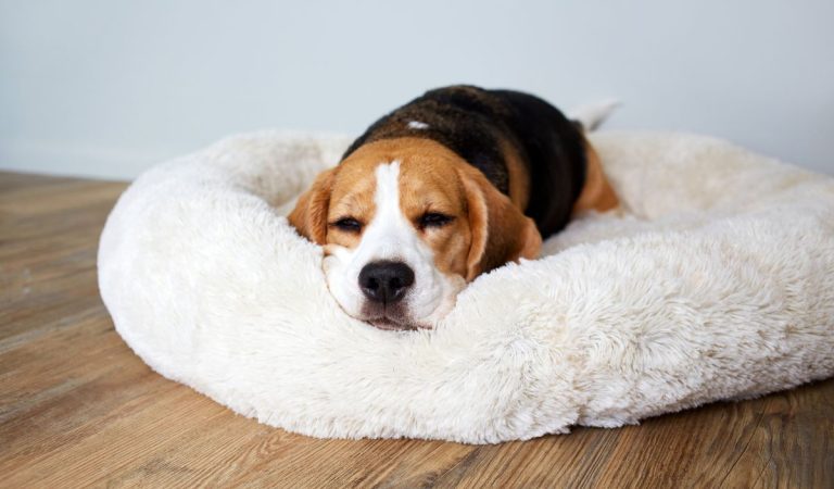 5 malých zmien v domácnosti, ktoré tvojmu psovi zlepšia život