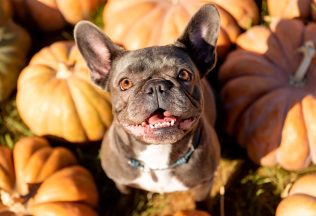 psy do bytu do mesta spoločníci psíčky