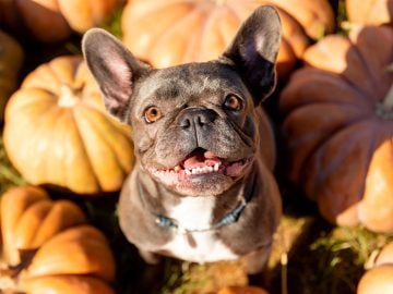 psy do bytu do mesta spoločníci psíčky