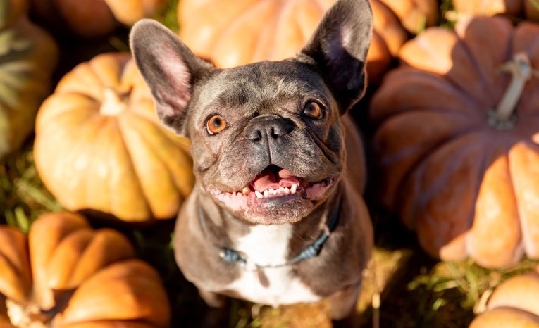 psy do bytu do mesta spoločníci psíčky