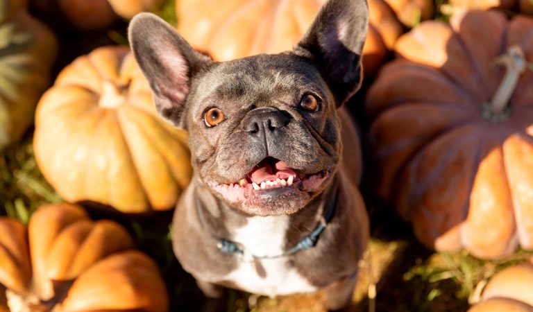 psy do bytu do mesta spoločníci psíčky