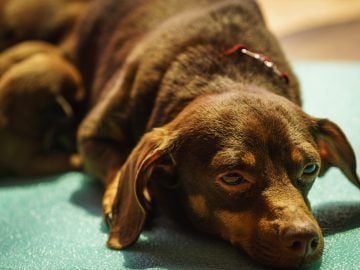 psy ľudia nákaza choroba ochorenie hrôza bratislava