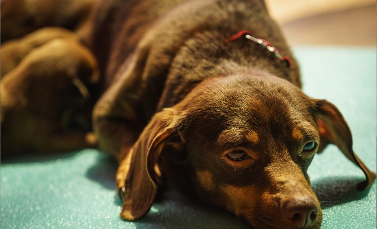 psy ľudia nákaza choroba ochorenie hrôza bratislava