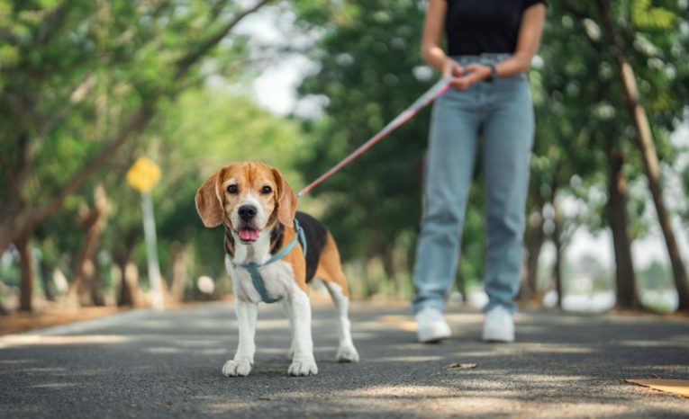 Reč tela psa pri venčení: čo si všímať