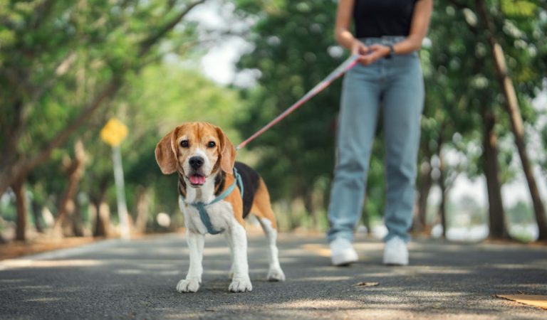 Reč tela psa pri venčení: čo si všímať