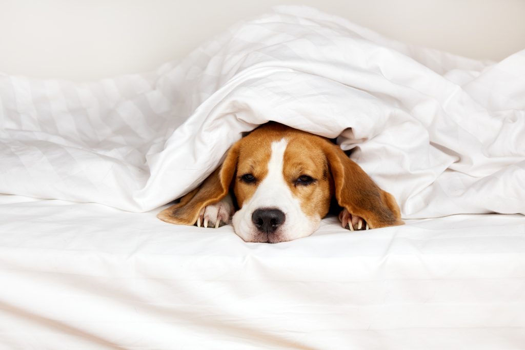 5 malých zmien v domácnosti, ktoré tvojmu psovi zlepšia život