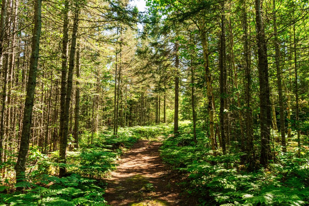 Robins des Ruelles je kanadská skupina, ktorá vykráda obchody s potravinami a korisť následne rozdáva chudobným ľuďom.