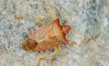 Bzdochy, komáre aj muchy: Ako sa zbaviť hmyzu na balkóne? Tieto odpudzovacie triky skutočne fungujú