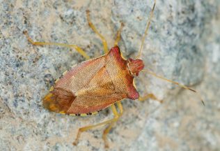 Bzdochy, komáre aj muchy: Ako sa zbaviť hmyzu na balkóne? Tieto odpudzovacie triky skutočne fungujú