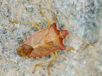 Bzdochy, komáre aj muchy: Ako sa zbaviť hmyzu na balkóne? Tieto odpudzovacie triky skutočne fungujú