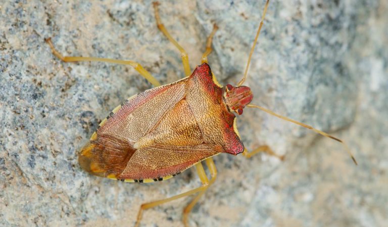 Bzdochy, komáre aj muchy: Ako sa zbaviť hmyzu na balkóne? Tieto odpudzovacie triky skutočne fungujú
