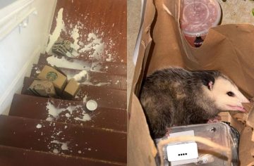 20 ľudí, ktorí na donášku svojho jedla len tak nezabudnú