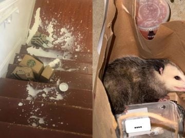 20 ľudí, ktorí na donášku svojho jedla len tak nezabudnú