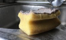 hubka špongia odborníčka biologia choroby