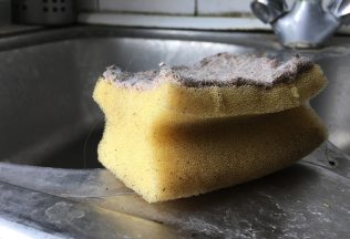 hubka špongia odborníčka biologia choroby