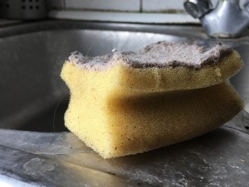 hubka špongia odborníčka biologia choroby