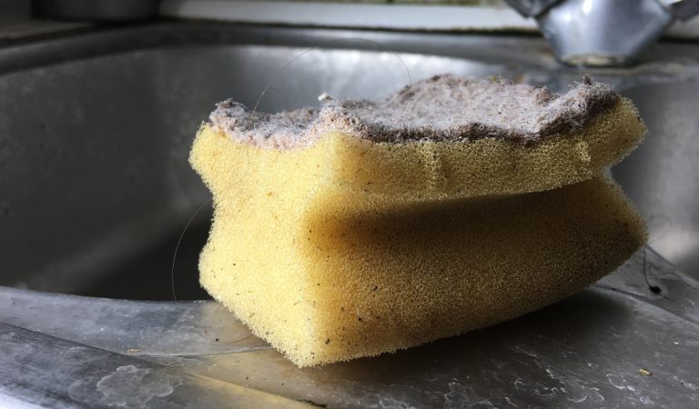 hubka špongia odborníčka biologia choroby