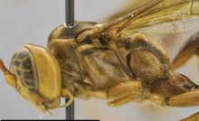 osa krvilačná upír amazonka