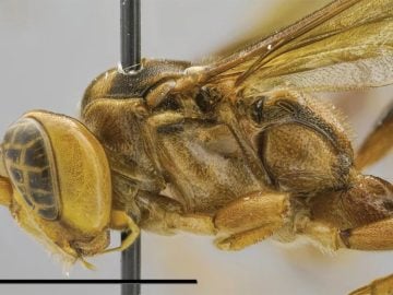 osa krvilačná upír amazonka