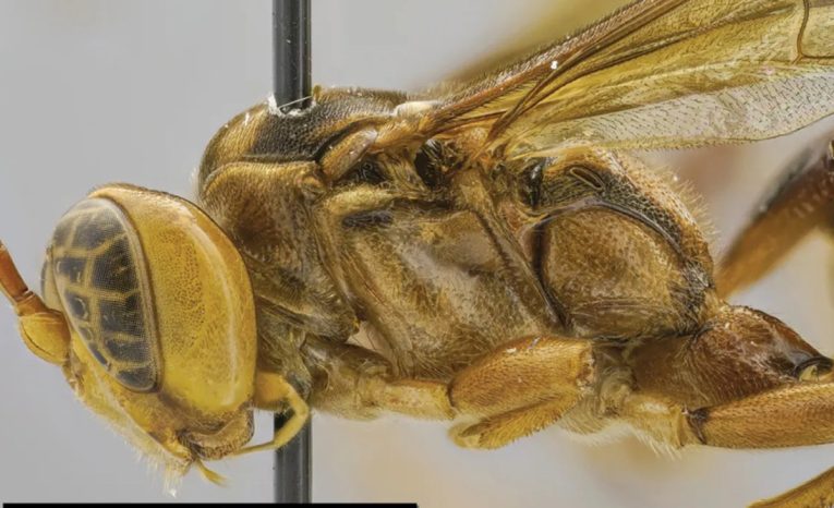 osa krvilačná upír amazonka